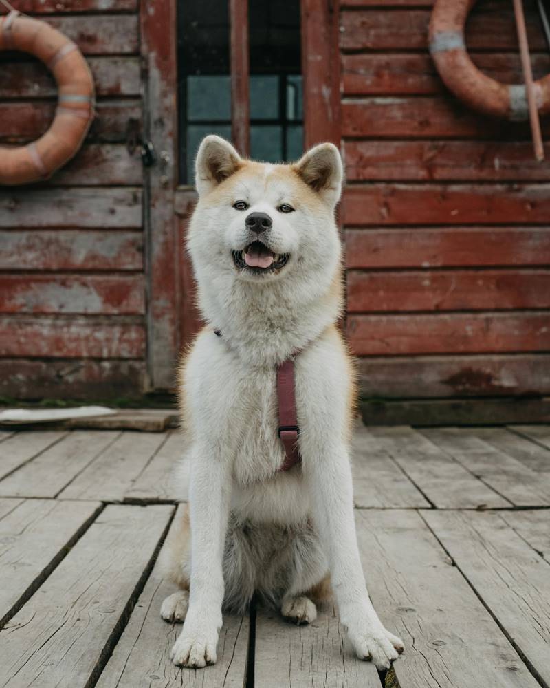 Akita inu siedzi ubrana w szelkach i obserwuje otoczenie.